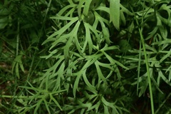 Ranunculus peduncularis