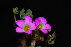 Oxalis oreocharis