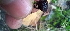 Cyathus striatus