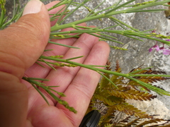 Indigofera filifolia