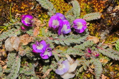 Astragalus diminutivus dielsii