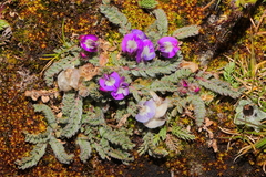 Astragalus diminutivus dielsii