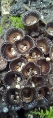 Cyathus striatus
