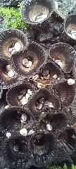 Cyathus striatus