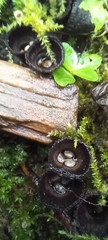 Cyathus striatus