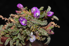 Astragalus diminutivus dielsii