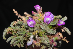 Astragalus diminutivus dielsii