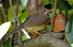 Turdus libonyana