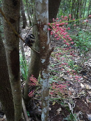 Geissois pruinosa