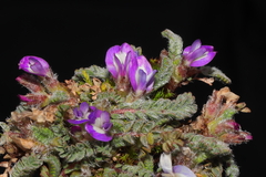 Astragalus diminutivus dielsii