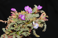 Astragalus diminutivus dielsii