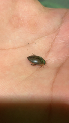 Dytiscidae