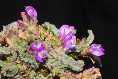 Astragalus diminutivus dielsii