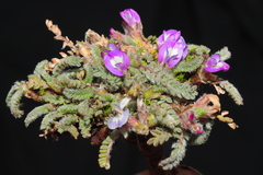 Astragalus diminutivus dielsii