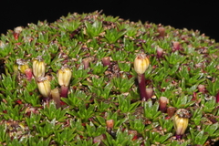 Azorella diapensioides