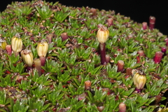 Azorella diapensioides