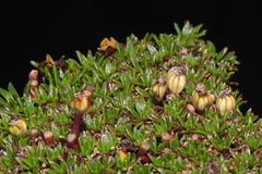 Azorella diapensioides