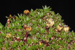 Azorella diapensioides