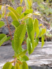 Aristotelia chilensis