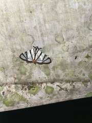 Conchylodes nolckenialis
