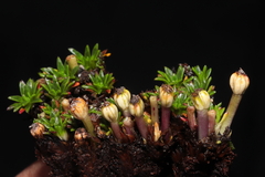 Azorella diapensioides