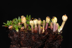 Azorella diapensioides