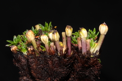 Azorella diapensioides