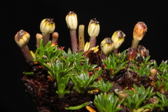 Azorella diapensioides