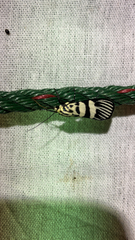 Heortia vitessoides