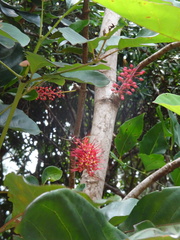 Geissois pruinosa