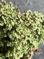 Cladonia subcariosa