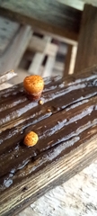 Agaricineae