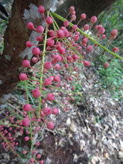 Geissois pruinosa