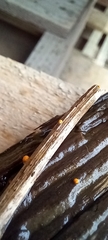 Agaricineae