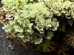 Cladonia subcariosa