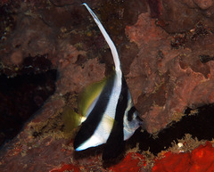Heniochus acuminatus