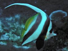 Heniochus acuminatus