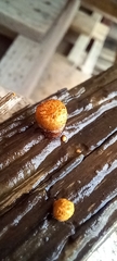 Agaricineae