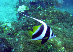Heniochus acuminatus