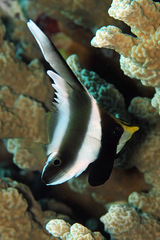 Heniochus chrysostomus