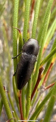 Bubastes carteri