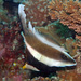 Pennant Bannerfish - Photo (c) uwkwaj, some rights reserved (CC BY-NC), uploaded by uwkwaj