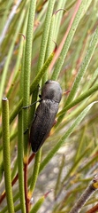 Bubastes carteri