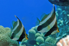Heniochus chrysostomus