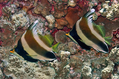 Heniochus chrysostomus