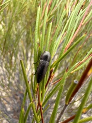 Bubastes carteri