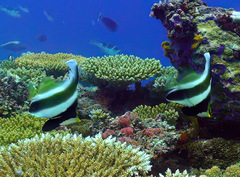 Heniochus chrysostomus