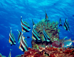 Heniochus chrysostomus