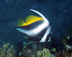 Heniochus singularius