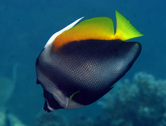 Heniochus singularius